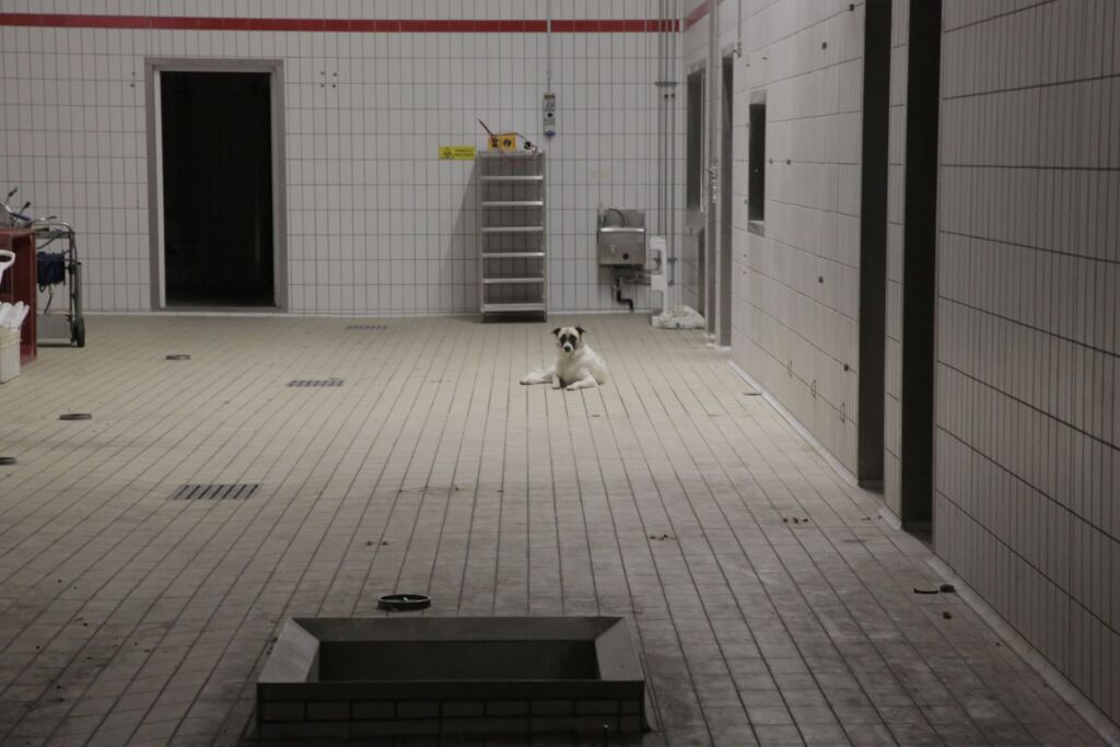 Ingresso20 Animali20 Vivi primary Still 01